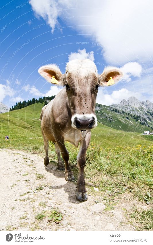 on the mountain pasture Environment Nature Landscape Plant Animal Sky Clouds Spring Summer Meadow Field Hill Alps Mountain Farm animal Cow 1 Baby animal
