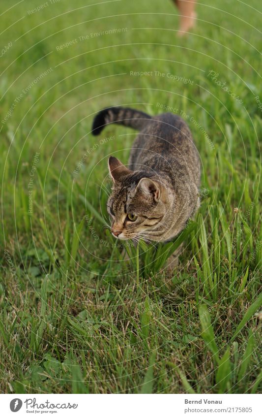 meadow Nature Meadow Animal Cat 1 Looking Brown Pelt Tabby cat Cute Catch Search Whisker Prowl Mouse trap Pet Baby animal Tails Green Colour photo Day