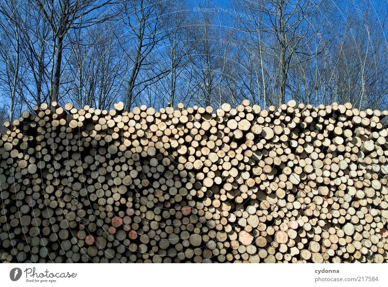 See trees in the forest Environment Nature Cloudless sky Tree Forest Esthetic End Idea Sustainability Calm Transience Change Value Tree trunk Stack Barrier