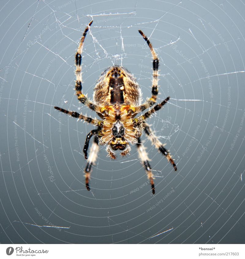 ugh... Animal Spider 1 Net Build Observe Catch To hold on Hang Hunting Crawl Wait Threat Disgust Astute Natural Brown Gray Watchfulness Calm Endurance Fear