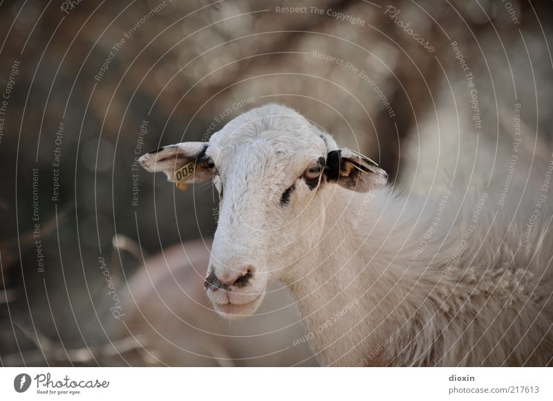 You just have to want to! Animal Pet Farm animal Animal face Pelt Sheep 1 Looking Stand Resolve Lamb's wool Eyes Ear Snout Muzzle Colour photo Exterior shot