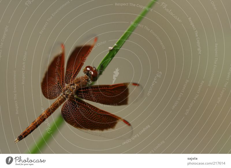 Delicate beauty Animal Wild animal Insect Dragonfly Dragonfly wings 1 Sit Wait Brown Elegant Beautiful Esthetic Protection Colour photo Exterior shot Close-up