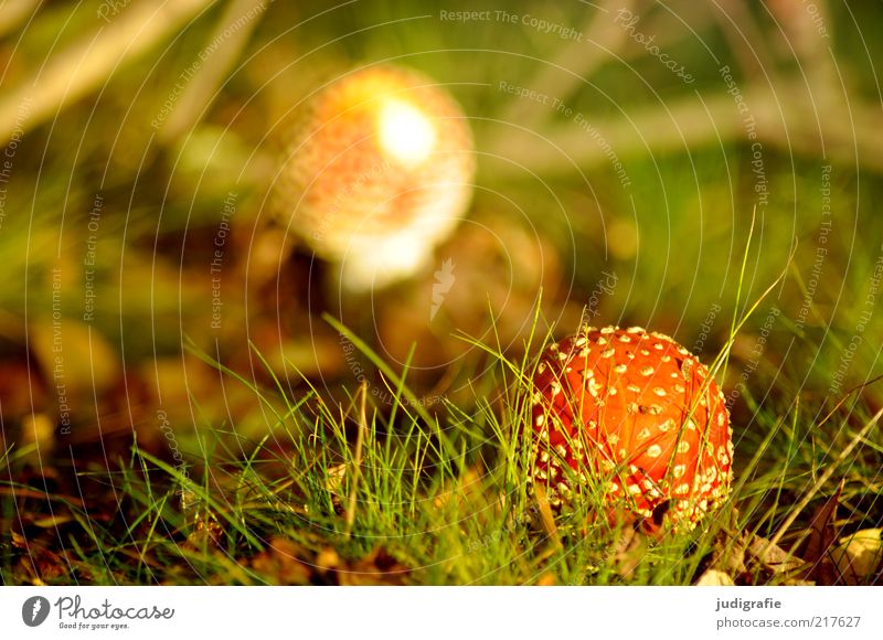 autumn Environment Nature Landscape Plant Autumn Climate Grass Meadow Growth Natural Wild Uniqueness Poison Amanita mushroom Colour photo Exterior shot Day Blur