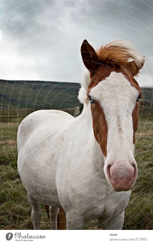 NOSEWEIS Environment Nature Animal Sky Horizon Weather Meadow Farm animal Horse Animal face 1 Authentic Funny Natural Cute Beautiful White Iceland Pony Nose