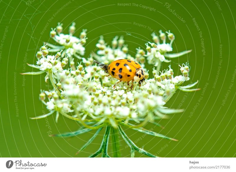 Ladybird on wild carrot Animal Blossom Wild animal Beetle Friendliness Red Black White beneficial Insect Spotted Germany Carrot Domestic Mostly