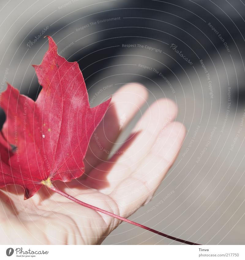 red autumn leaf is held by hand Hand Fingers Nature Autumn Leaf Carrying Gray Red Retentive Catch Maple leaf Autumn leaves Easy Touch Skin Wrinkle Rachis Sun