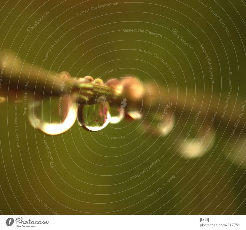 After the rain... Nature Plant Elements Water Drops of water Autumn Bad weather Rain Grass Foliage plant Hang Growth Esthetic Fluid Wet Natural Purity