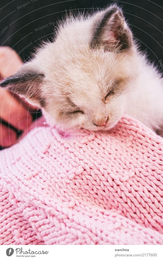 Lovely sleeping kitty Animal Pet Cat Animal face 1 Baby animal Wool Wool sweater Hand Sleep Dream Friendliness Beautiful Cute Pink Black White Emotions Moody