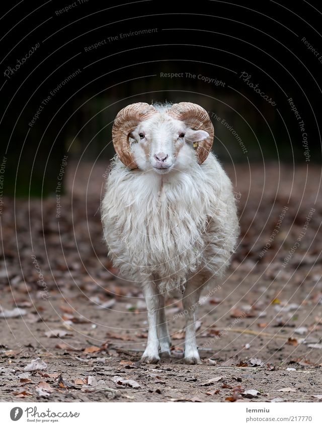 Lonely sheep Animal Farm animal 1 Looking Sheep Moorland sheep Pelt Cor anglais Loneliness Wool Colour photo Subdued colour Exterior shot Copy Space top Day