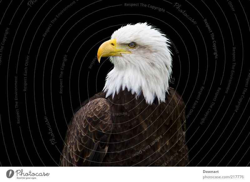 Mr Bald Eagle Bald or shaved head Bird Dark Black White big of Prey Hunter predator headed Close-up Deserted Isolated Image Neutral Background Day Looking