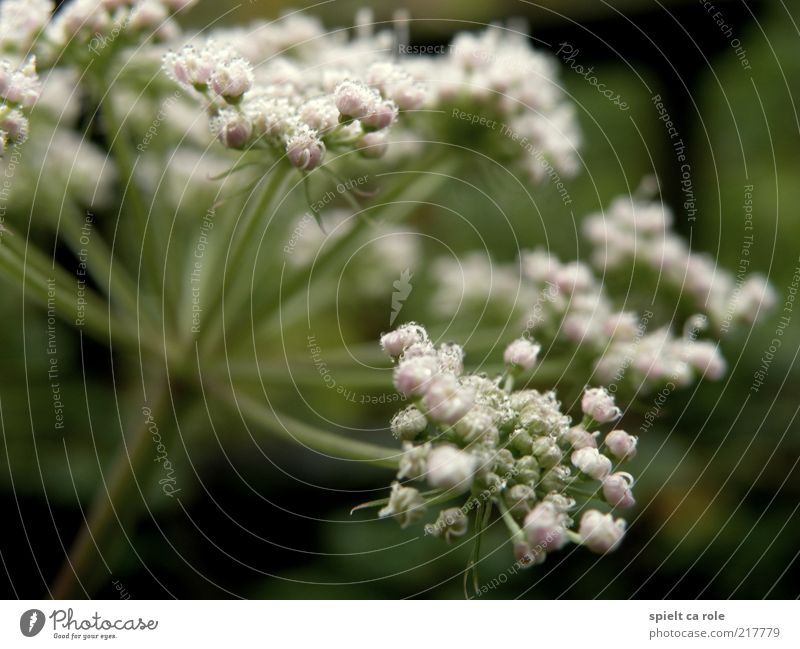 morning dew Life Fragrance Nature Plant Drops of water Autumn Flower Blossom Foliage plant Wild plant Breathe Blossoming Illuminate Faded Green White Calm Hope