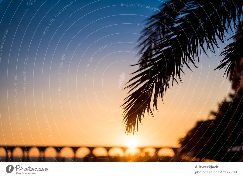 holiday kitsch Twilight Sunset Back-light Silhouette Far-off places Freedom Summer Summer vacation Horizon Maritime Blue Orange Relaxation Palm tree Leaf Island