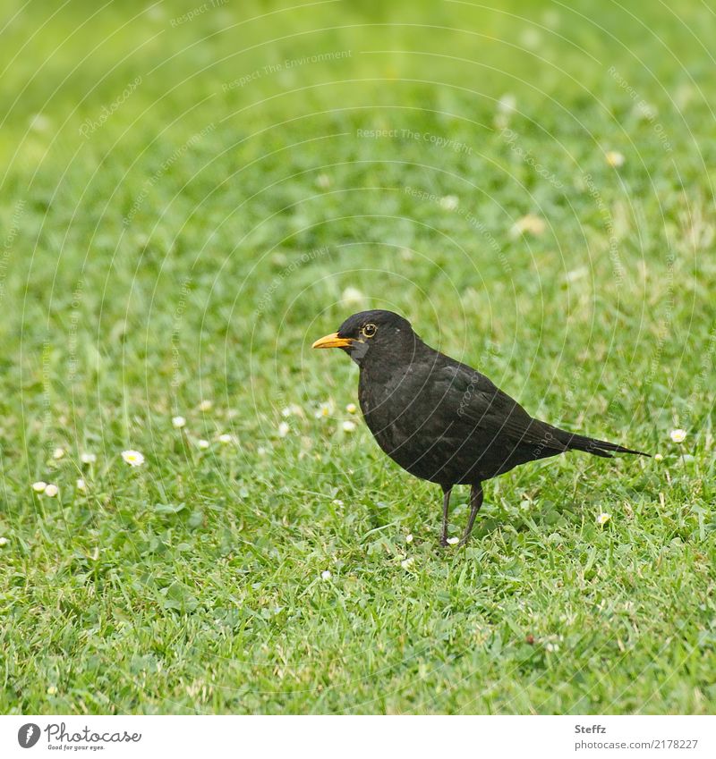 Blackbird male blackbird male loner Bird Wild bird Songbirds native bird Domestic birdwatching Turdus merula Black Thrush black bird Bird in the grass Observe