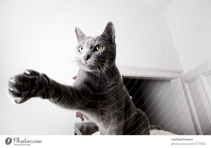 cat paw Animal Pet Cat Short-haired 1 Movement Crouch russian blue Colour photo Interior shot Close-up Detail Shallow depth of field Animal portrait Forward