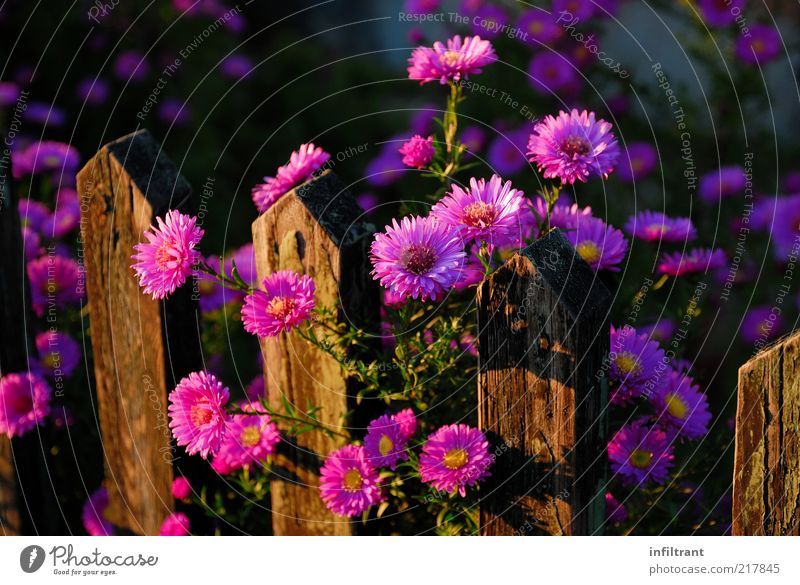 Autumn flowers at the garden fence Garden Nature Plant Summer Flower Blossom Blossoming Growth Esthetic Natural Brown Violet Pink Beautiful Calm Life Fragrance