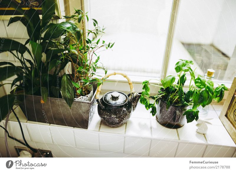 Home_04 Plant Agricultural crop Pot plant Living or residing Herbs and spices Herb garden Basil Teapot Window board Tile Kitchen Decoration Flat (apartment)