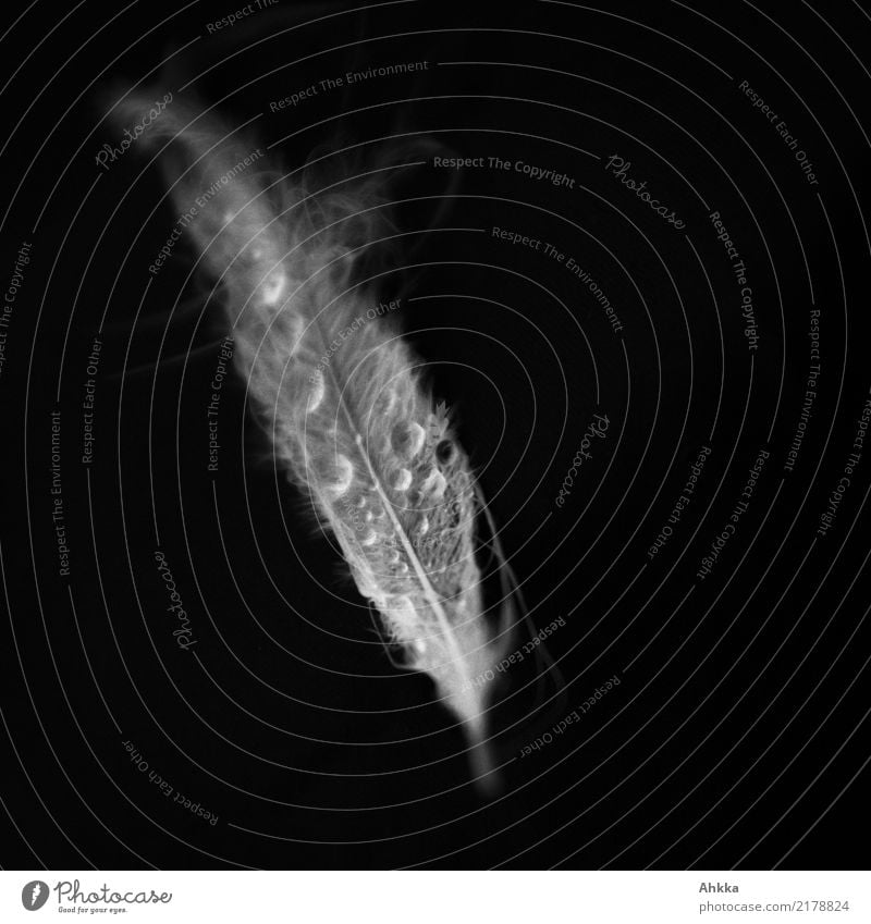 Ghostly swan feather with drops of water, black background Senses Meditation Water Drops of water Feather Fluid Wet Black White Purity Sadness Concern Grief
