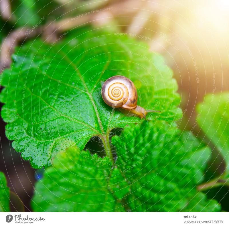 small snail on a green leaf Summer Garden Nature Plant Animal Leaf Small Green Insect sunny slow Colour photo Close-up Deserted Day