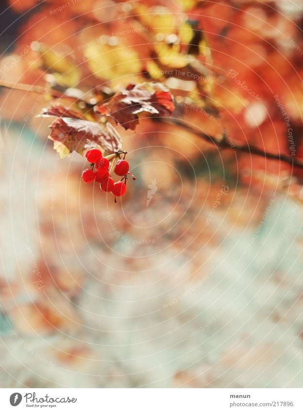 Red Berries Fruit Environment Nature Autumn Plant Tree Bushes Berry bushes Berry seed head Autumn leaves Autumnal Early fall Autumnal colours Bright Beautiful