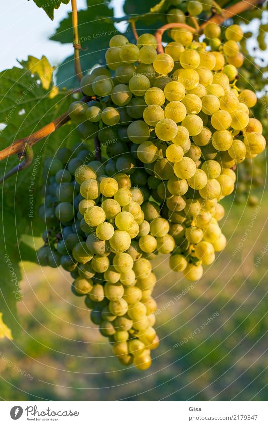 Ripe for mouth and press Food Fruit Bunch of grapes Nutrition Beverage Wine Vacation & Travel Summer Thanksgiving Nature Landscape Plant Autumn Climate