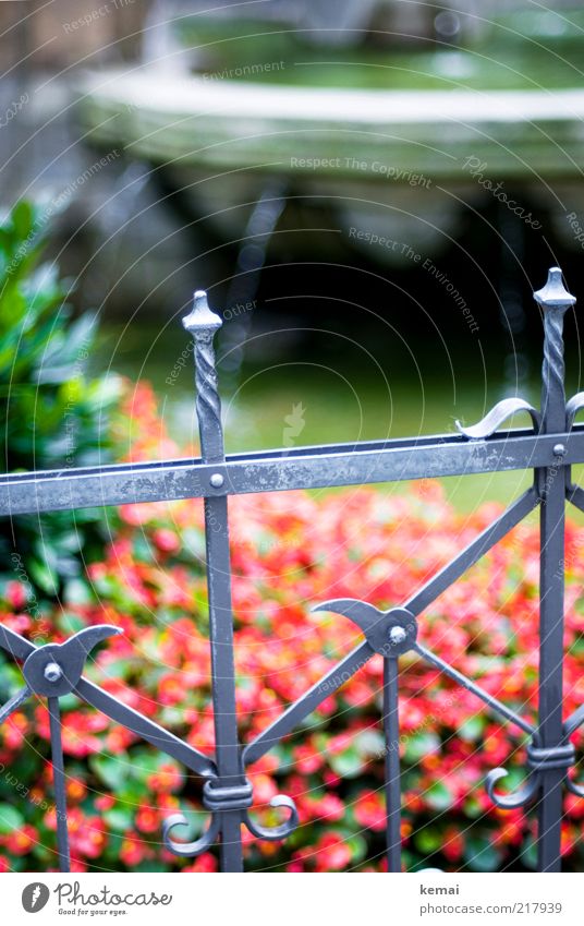 Fenced in Heinzelmännchen Metalware Plant Water Drops of water Flower Cologne Tourist Attraction Monument Well Old Wet Green Red Boundary tip of the fence Point