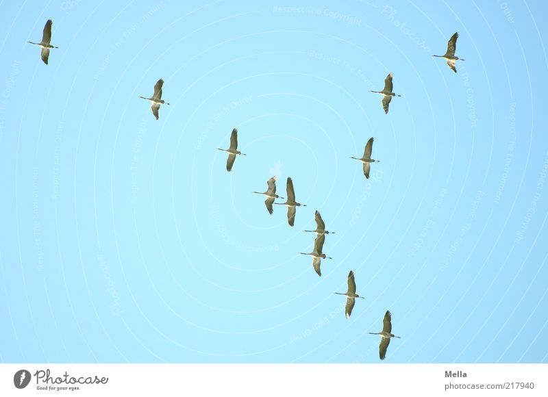 winter trip Nature Animal Air Sky Autumn Winter Wild animal Bird Crane Group of animals Flock Flying Free Together Blue Longing Movement Freedom Climate