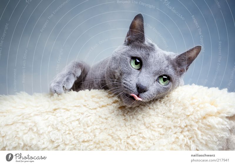 cat's eye Animal Pet Cat 1 Lie Esthetic Funny Near Blue Gray Silver White Tongue Colour photo Subdued colour Interior shot Close-up Shallow depth of field