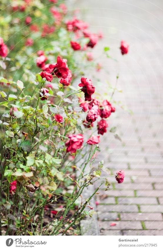 Withered Plant Autumn Flower Rose Blossom Autumnal Rose garden Flowerbed Faded rose bed Colour photo Exterior shot Pattern Structures and shapes