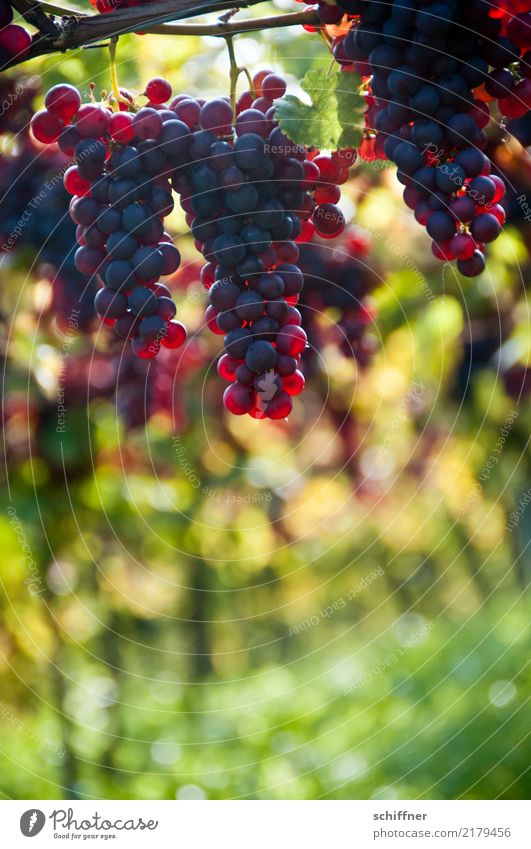 Pinot noir on a stick, hanging Nature Plant Autumn Agricultural crop Yellow Green Red Wine Vine Red wine Bunch of grapes Vineyard Wine growing Grape harvest