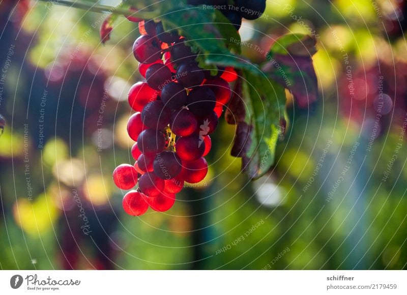 Burgundy on Stock III Wine Plant Sunlight Autumn Agricultural crop Sweet Red Vine Vineyard Bunch of grapes Wine growing Grape harvest Red wine Lamp