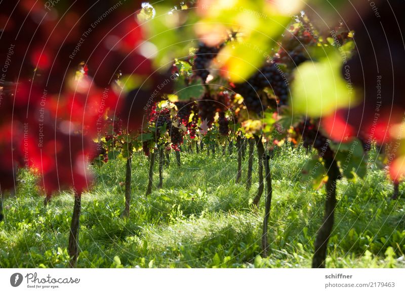 Bacchus' Dream Plant Beautiful weather Agricultural crop Field Juicy Green Red Wine Vine Bunch of grapes Vineyard Wine growing Winery Autumn Autumnal Harvest