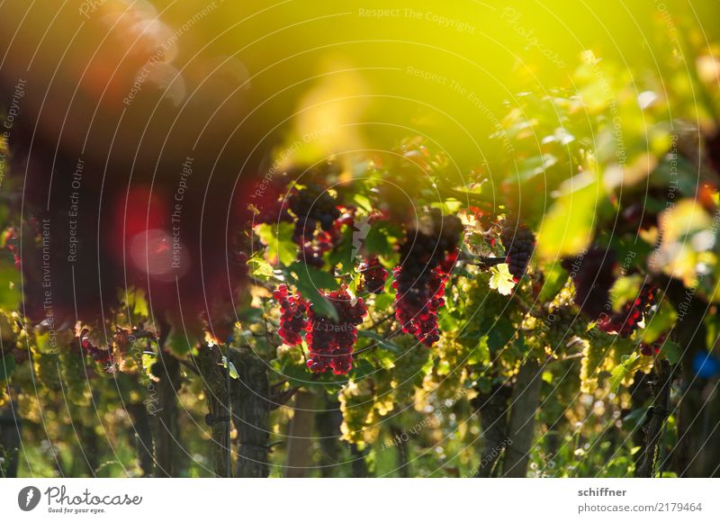 In the grape sky Plant Sunlight Autumn Beautiful weather Agricultural crop Green Red Bunch of grapes Vine Vineyard Wine growing Grape harvest Winery Red wine