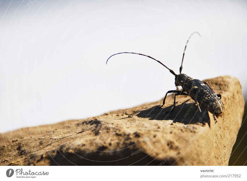 musk buck Nature Animal Wild animal Beetle 1 Brown Black Stone Feeler Insect Colour photo Subdued colour Exterior shot Day Shadow Sunlight Animal portrait