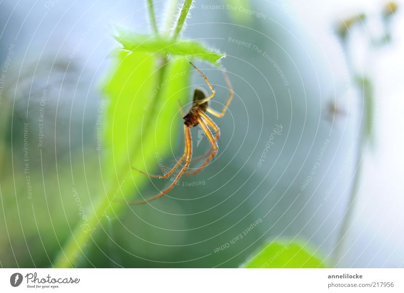 tender spider leg Environment Nature Plant Animal Spring Summer Leaf Foliage plant Spider Spider's web Spider legs 1 Hang Green Fear Bright Fresh Crawl Insect