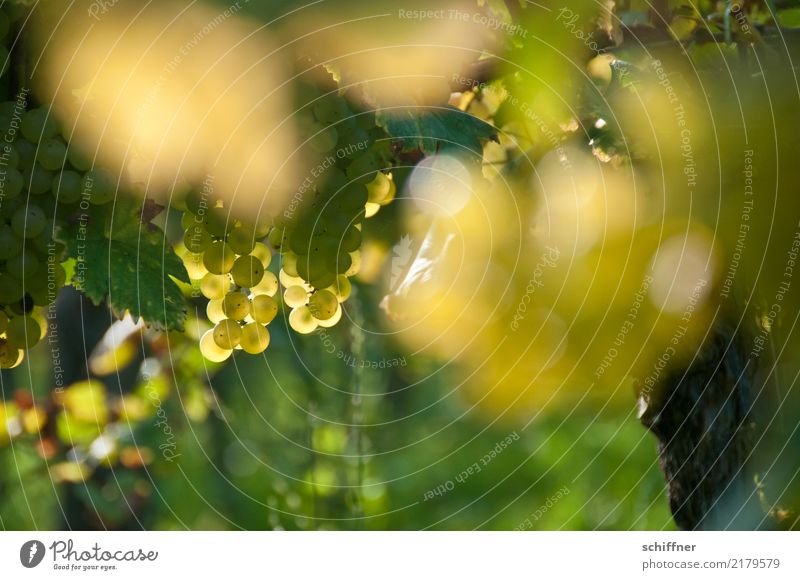 Pinot Blanc on Stock II Plant Agricultural crop Sweet Yellow Green White White wine Bunch of grapes Wine Vine Grape juice Vineyard Wine growing Winery Autumn