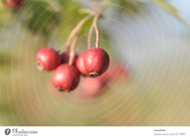 of this .. Nature Plant Autumn Bushes Wild plant Red Berries Colour photo Close-up Detail Copy Space right Shallow depth of field Deserted Copy Space top