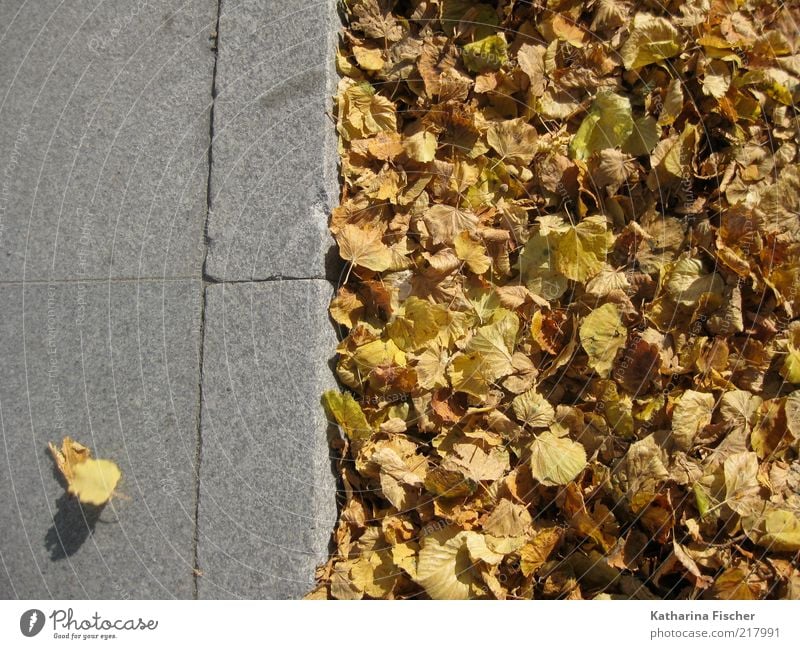 ...not adapted ! Leaf Street Lanes & trails Stone Concrete Yellow Gray Sidewalk Arrangement Brown Autumn Autumnal colours Autumn leaves Road traffic Seasons