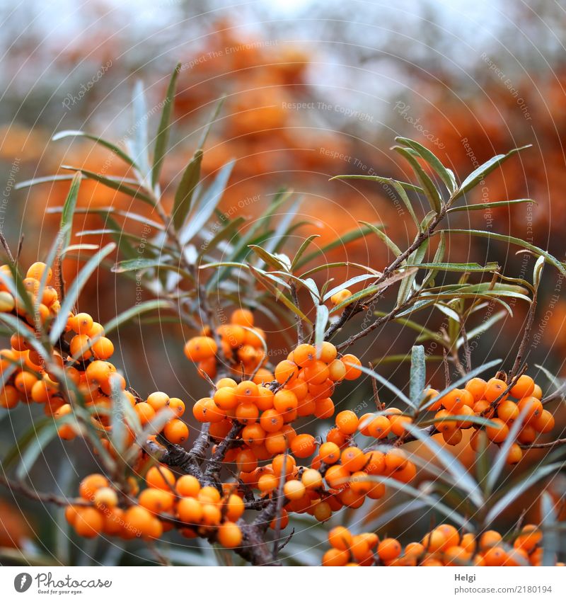 sea buckthorn Environment Nature Plant Autumn Bushes Leaf Wild plant Sallow thorn Sallow thorn leaf Berry seed head Island Helgoland Growth Authentic Small