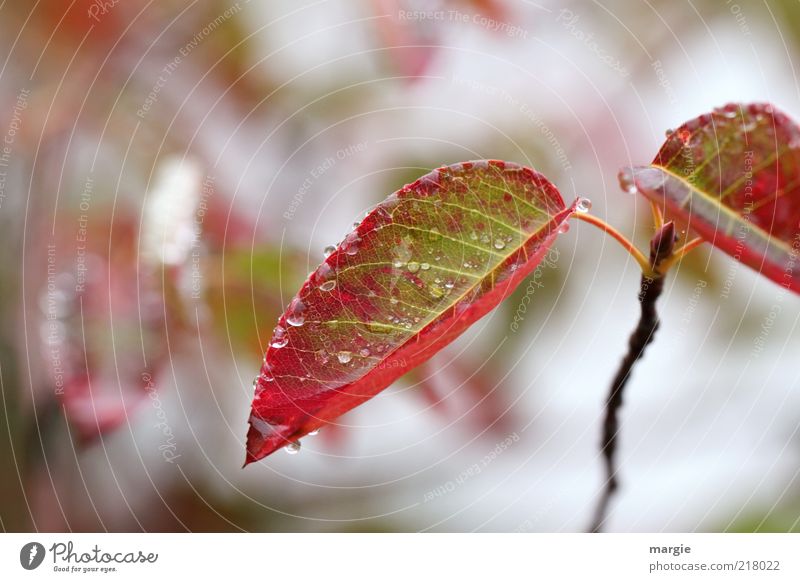 Autumn striving: Autumn leaves with bud Nature Drops of water Ice Frost Plant Leaf Blossom Foliage plant Winter Close-up Bud Little tree Red Branch Instinct
