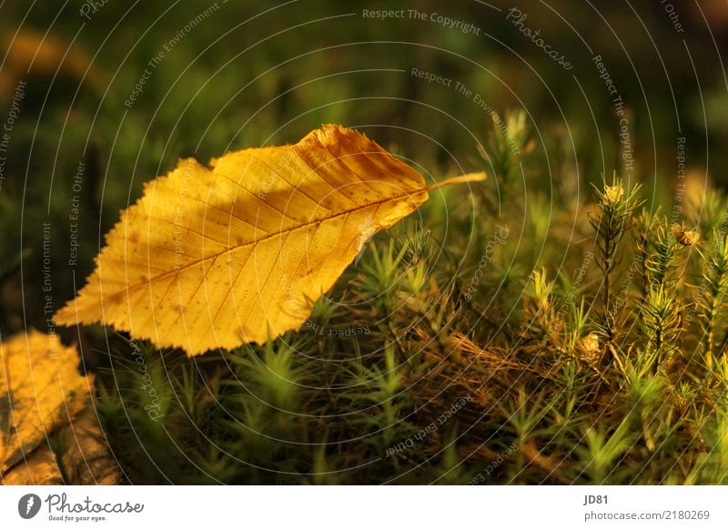 autumn leaf Nature Animal Autumn Beautiful weather Moss Leaf Forest Friendliness Natural Warmth Soft Multicoloured Yellow Green Autumn leaves Colour photo