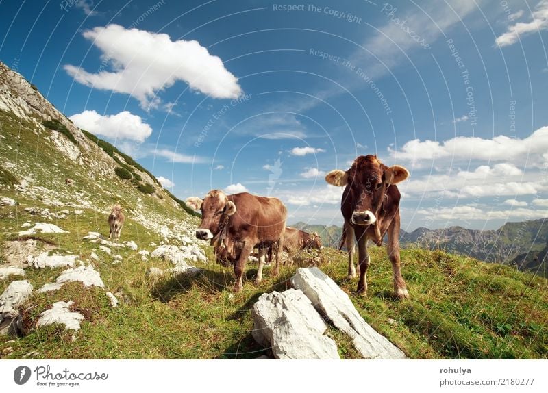 alpine cows in mountains on sunny day Mountain Nature Landscape Animal Sky Clouds Summer Beautiful weather Grass Meadow Rock Alps Farm animal Cow