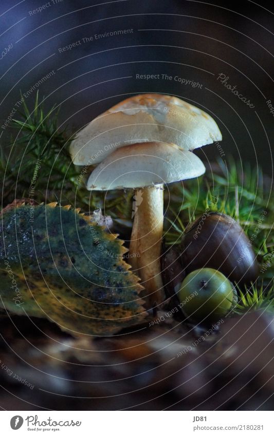 Mushroom in the dark forest Environment Nature Animal Earth Plant Moss Leaf Forest Esthetic Transience Mushroom cap Mushroom picker Autumn Colour photo