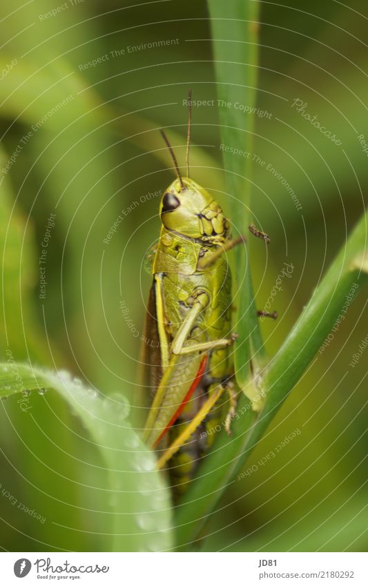 Wet grasshopper Drops of water Weather Rain Plant Foliage plant Animal Animal face 1 Observe Jump Wait Natural Curiosity Cute Green Red Locust Colour photo
