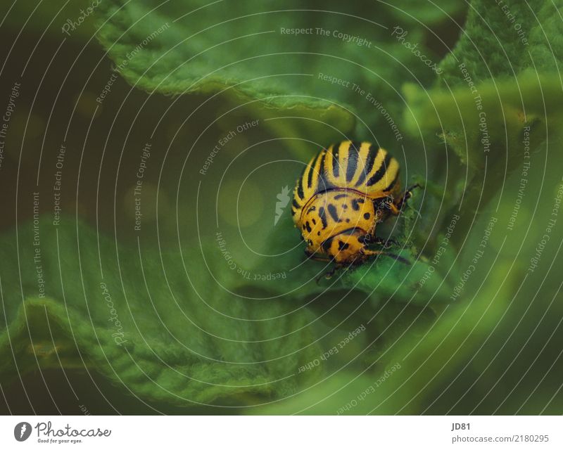 potato beetle Environment Nature Animal Plant Beetle 1 Yellow Green Colorado beetle Insect Insect repellent Colour photo Multicoloured Exterior shot Close-up