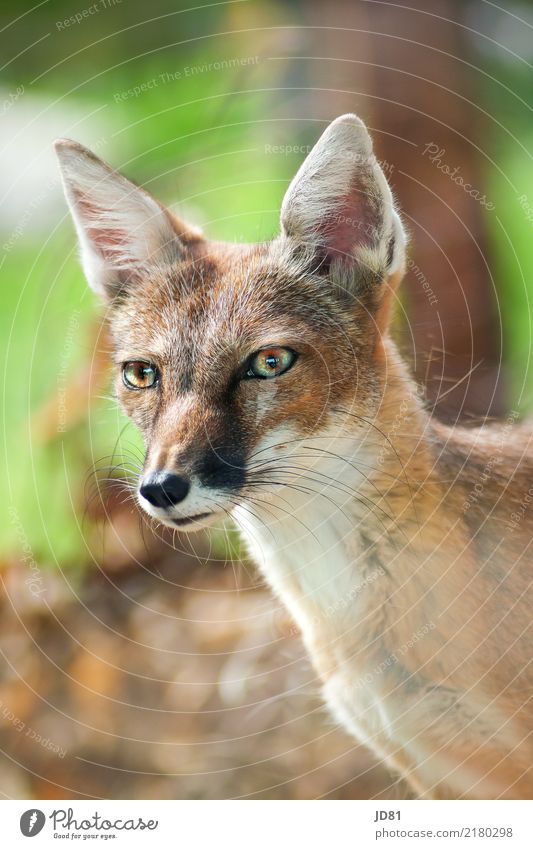 Fox you stole the goose... Animal Wild animal Animal face Pelt Zoo 1 Curiosity Cute Positive Brown Multicoloured Green Bravery Safety Love of animals