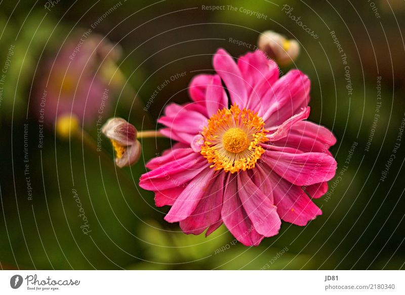 PINk Summer Plant Flower Blossom Foliage plant Fragrance Friendliness Happiness Fresh Healthy Natural Yellow Green Pink Anemone Colour photo Multicoloured