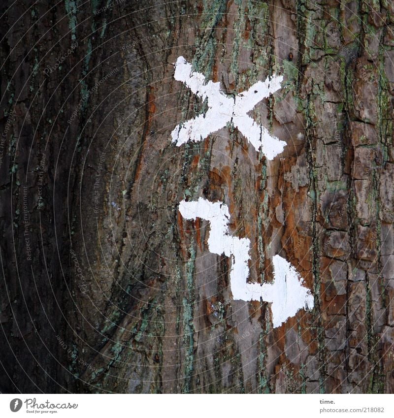 The Möllner Stadtgeistes route map Environment Nature Plant Tree Sign Crucifix Arrow White Colour Tree bark Checkmark Colour photo Subdued colour Detail