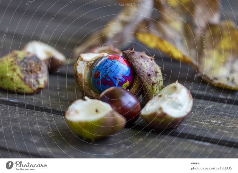 New Worlds Nature Plant Autumn Tree Packaging Globe Cute Environment Environmental pollution Environmental protection Horse chestnut Chestnut chestnuts