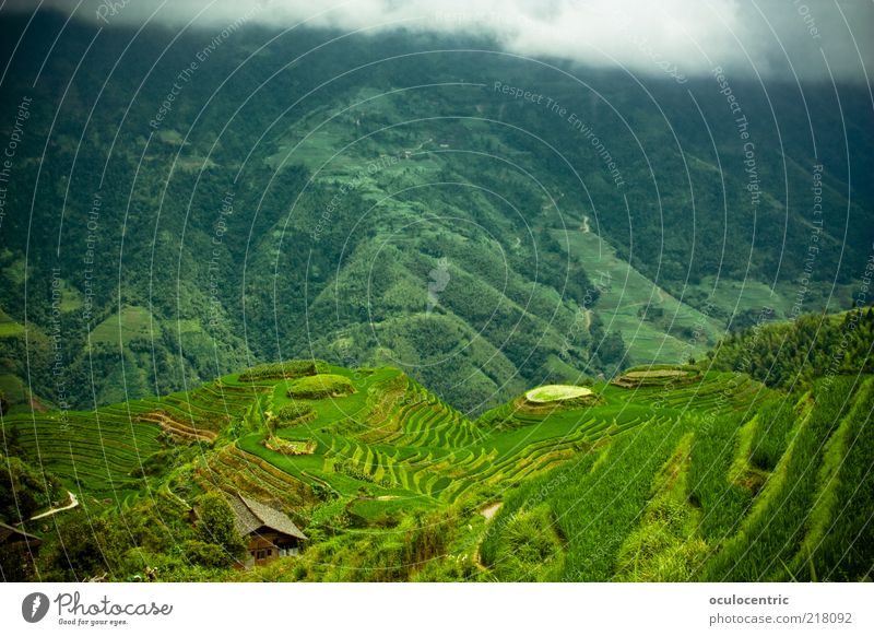 from above Environment Nature Landscape Plant Clouds Storm clouds Bad weather Rice Travel photography Paddy field Growth Authentic Cliche Green Guilin China