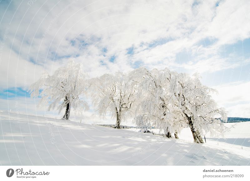 Fresh snow! Winter Snow Winter vacation Climate Weather Beautiful weather Ice Frost Tree Bright Black Forest Schauinsland Hoar frost Blue White Copy Space top